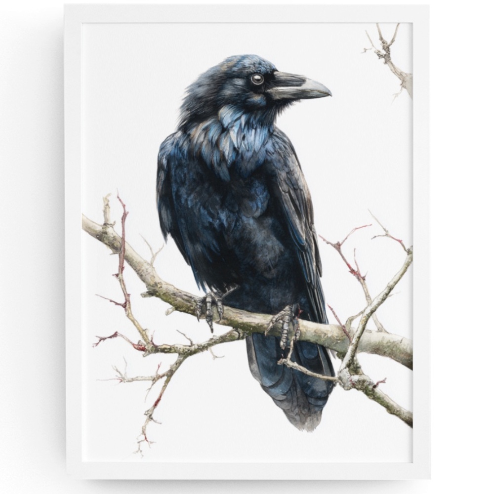 Watercolor Black Crow Wall Art Print Unframed - Black Bird Illustration Artwork
